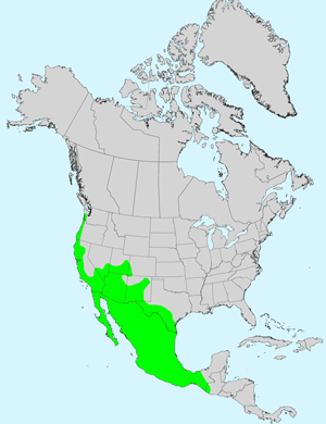 North America species range map for Baccharis sarothroides: Click image for full size map North America species range map for Baccharis sarothroides: Click image for full size map